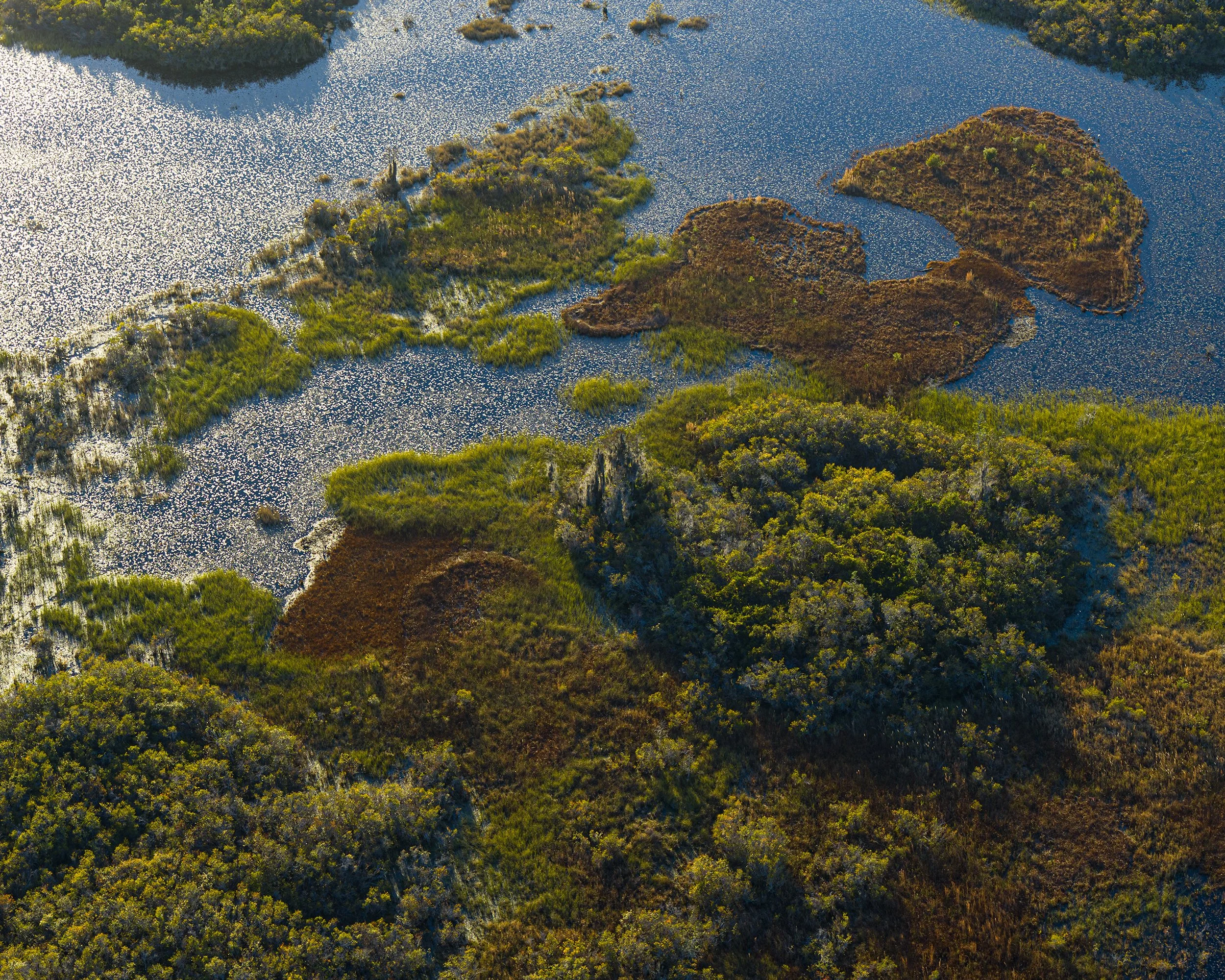 Chesser Island, Okefenokee Swamp I (2021)